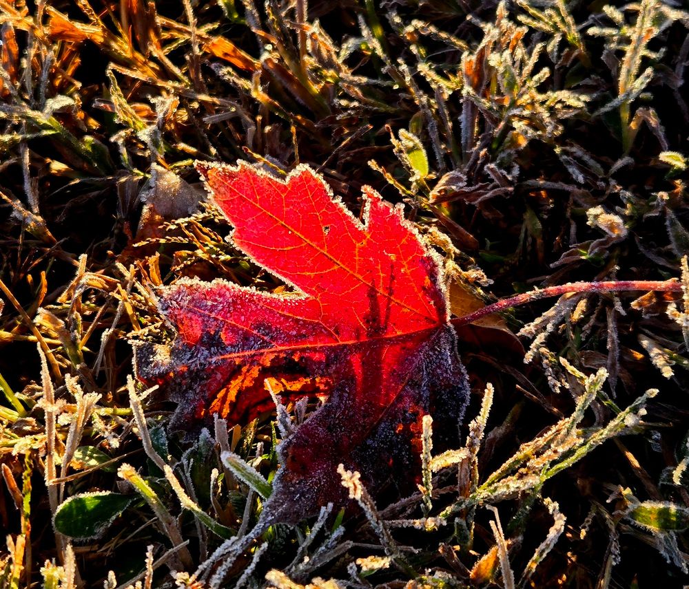 Sunlight illuminating red maple leaf lying in frost covered grass. 