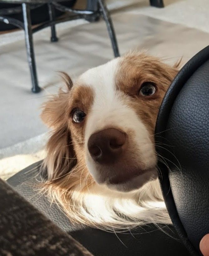 Aussie Shephard dog sneaking her face around a chair, begging to go outside and play ball 