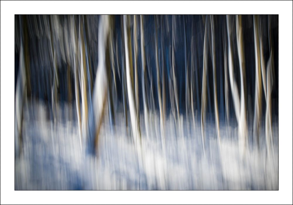 ICM-pictures of snowy trees