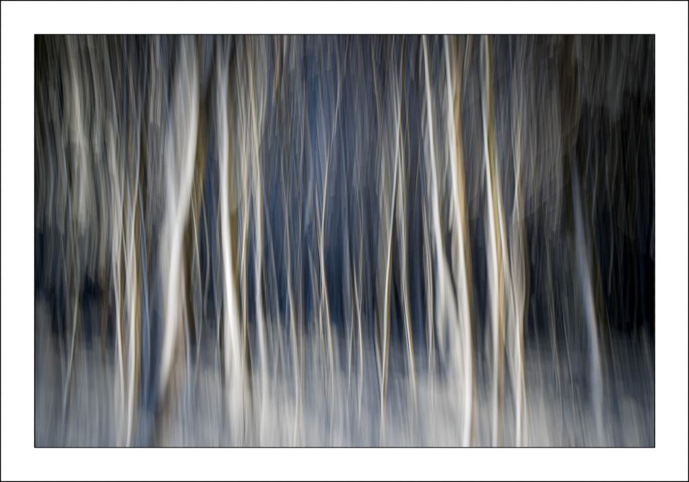 ICM-pictures of snowy trees