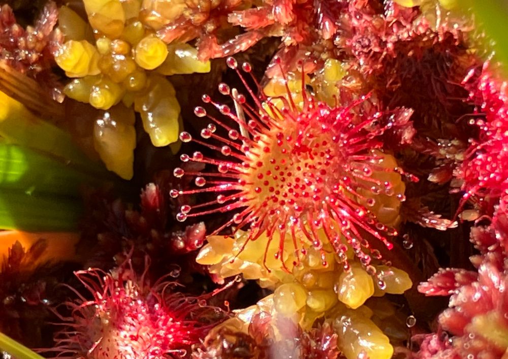 A photograph of sundew a small but carnivorous red and orange plant with sticky protruding glands that catch insects. This plant is often found in peatland. Photograph by Rose Ferraby