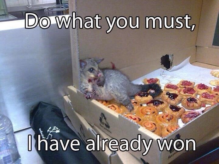 A possum, sitting in a box of pastries, has eaten so much that they can’t move anymore. The caption reads “Do what you must, I have already won”
