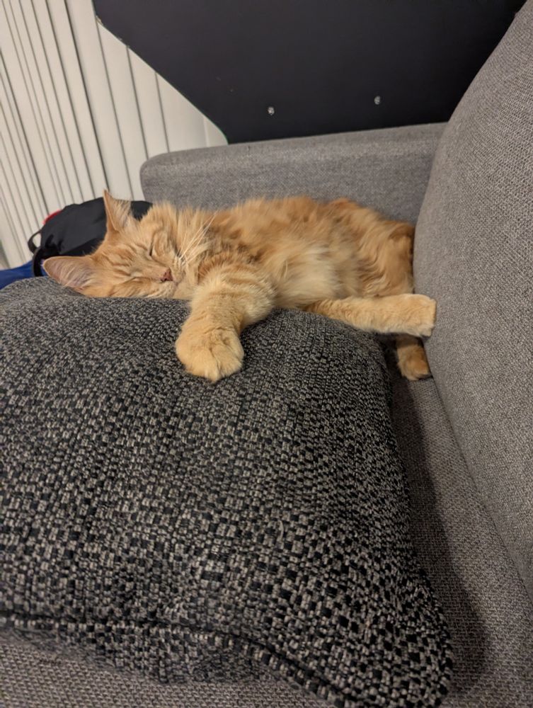 An orange cat faces the camera. He's lying on his side on a couch, hugging a pillow. One paw is stretched towards the camera. 