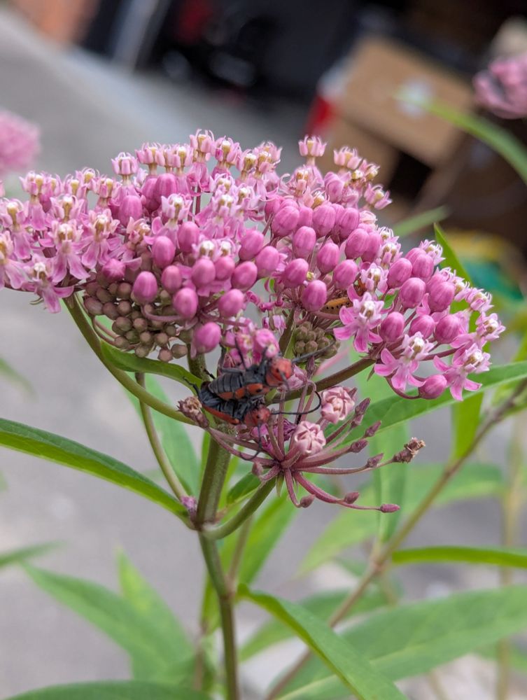 Two red milkweed beetles mating on a milkweed flower. 