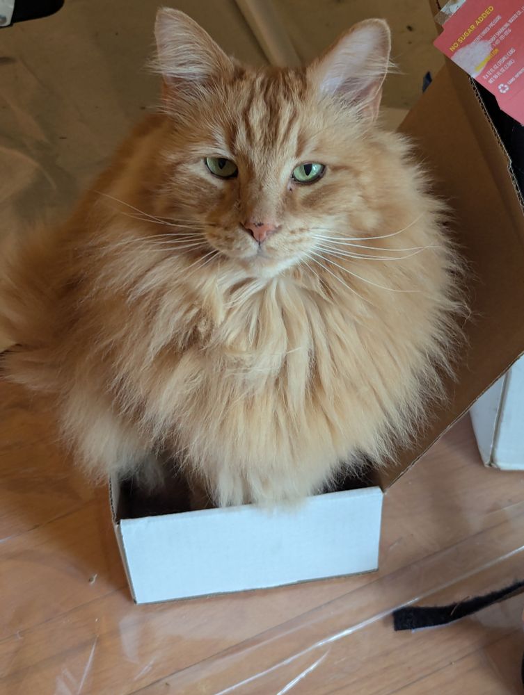 Blaze, a fluffy orange cat, sits in a box that is far too small for him. He has striking green eyes. 
