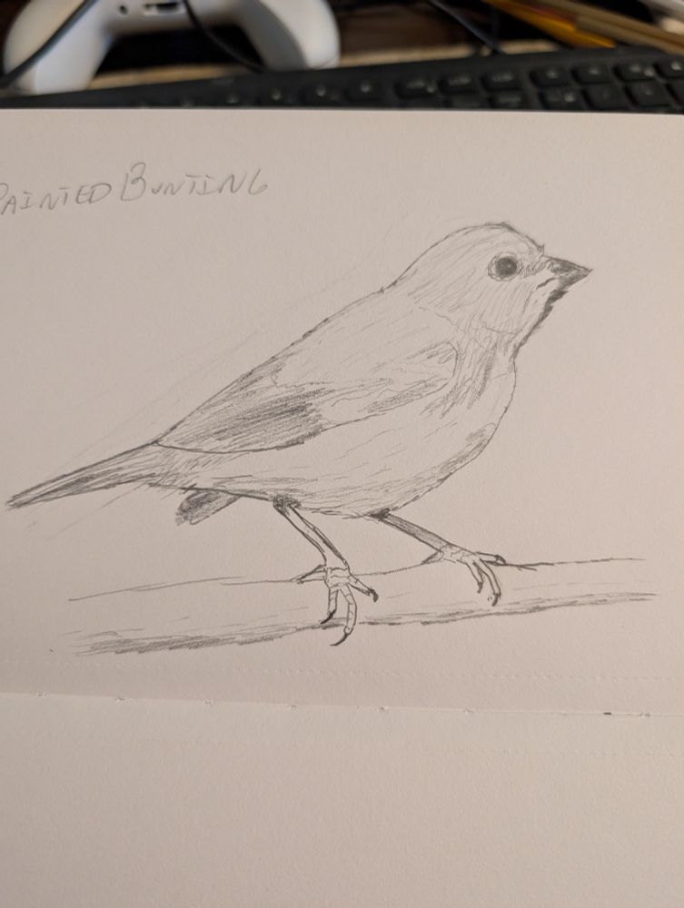 Pencil sketch of a small song bird on a branch in grayscale. Painted bunting. 