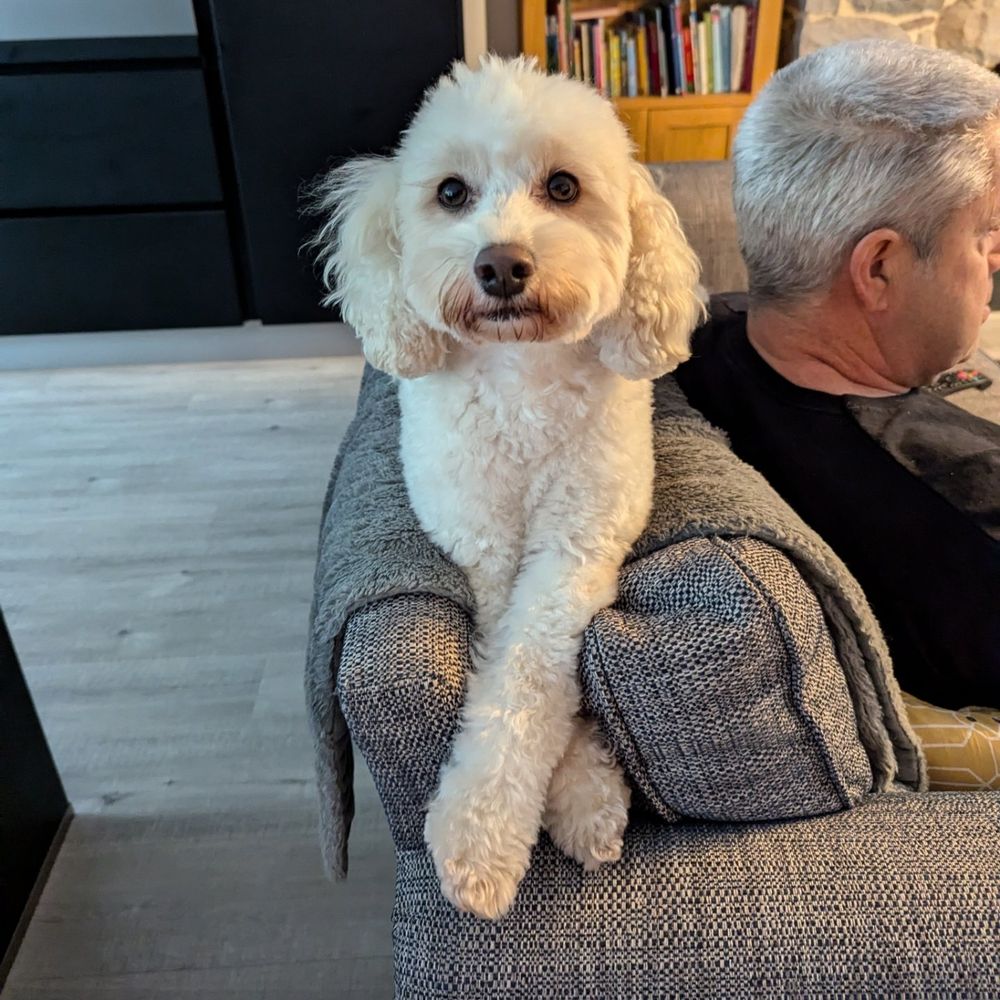 Picture of white fluffy dog on the back of the sofa, lying with her paws crossed