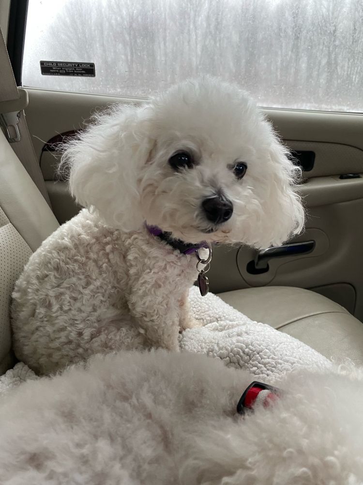 Little white Bicon Frise sitting in a car looking adorable. 
