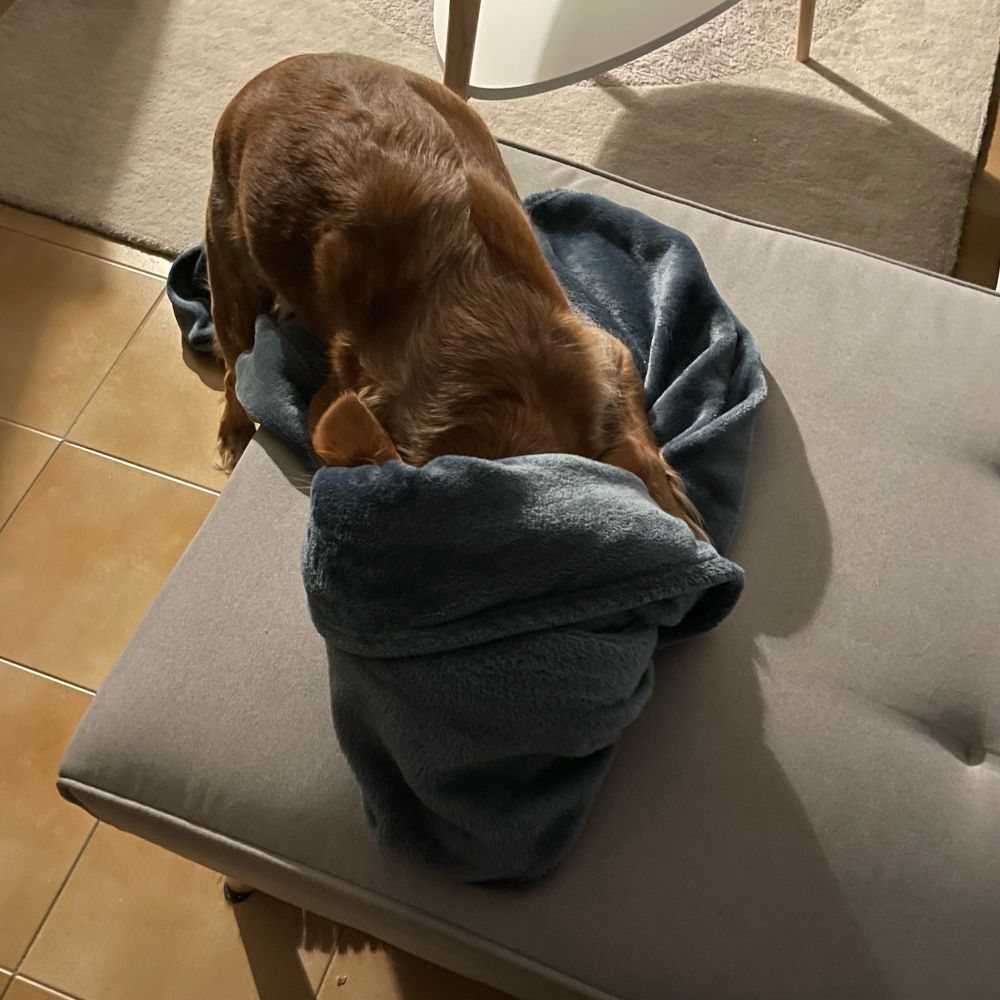 Le plus beau chien du monde qui se cache la  tête dans le plaid qu’il vient de voler pour éviter d’avoir à reconnaître sa culpabilité face au tribunal familial réuni en session plénière extraordinaire.