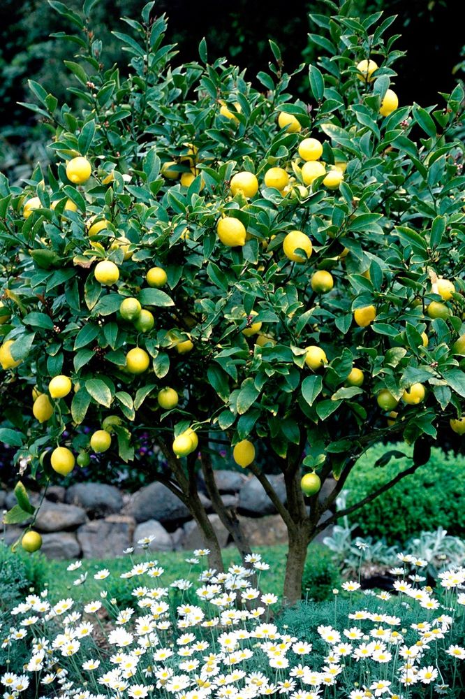 Image de citronnier permettant d’illustrer le jeu de mot entre les paroles de la chanson « Lemon Tree » de Fools Garden et le nom du réseau social « Bluesky ». 