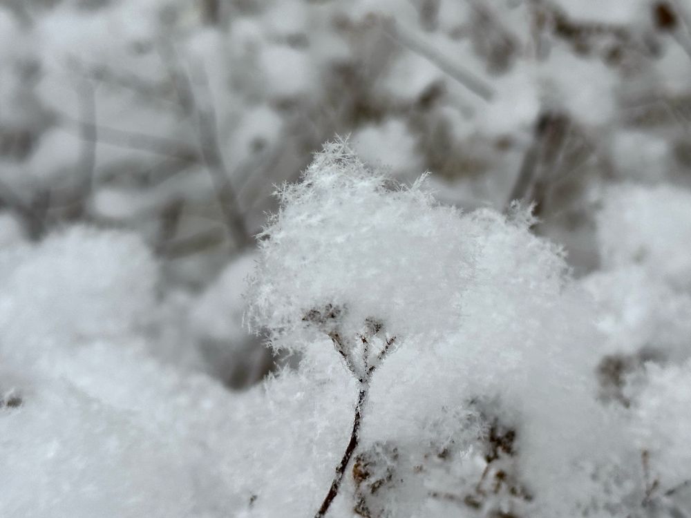 Close up photo of a bare bush branch with very fluffy snow collected on it which looks like cotton. Individual snow flake details can be made out and the background (more of the same fluffy snow on the bush) is pleasingly out of focus.