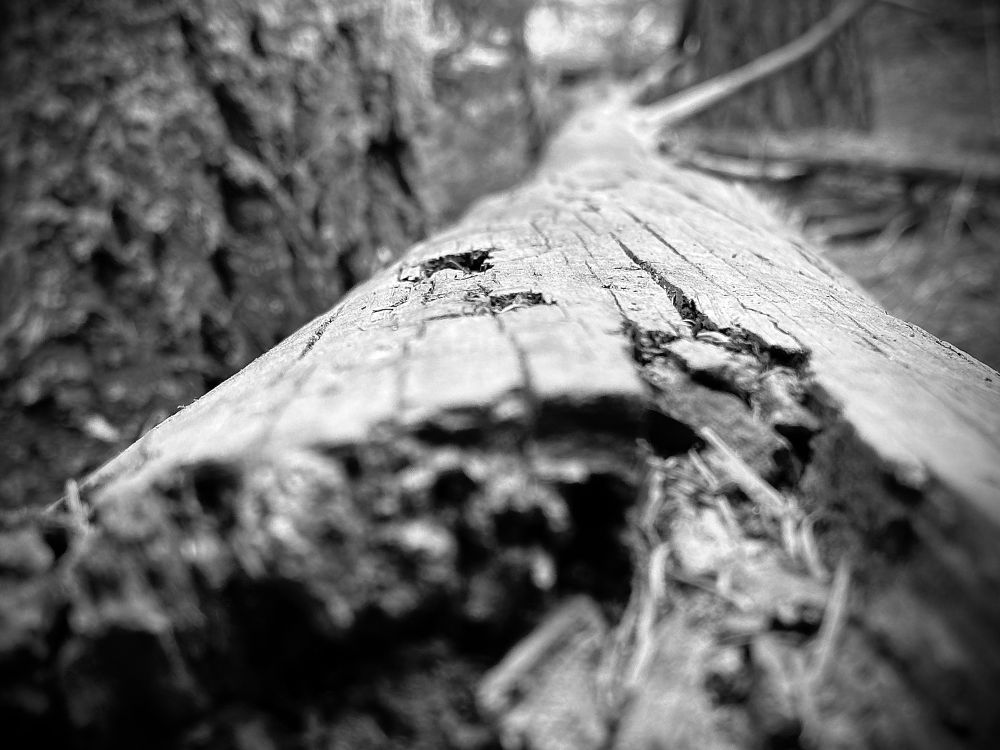 An old, weathered, fallen log is seen along its length from a low angle perspective, a ragged edge in the foreground. The photo is black and white with a shallow depth of field, the focal point running about 9 inches from the camera until about 18 inches away. A number of cracks extend away from the edge and two small holes fall into the focused range. Further along the length of the log you can see that it is between to trees offset by a few feet.