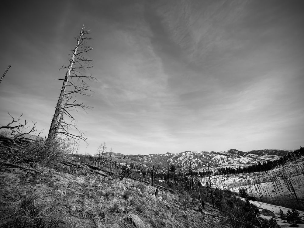 A black and white view north across a stark hilly landscape revealing the lasting effects of the 2002 Hayman Fire burn scar in Colorado. Taken from a sloping hillside, the image shows sparse vegetation with a 30–40 foot tall dead tree with many short branches, mostly on one side.