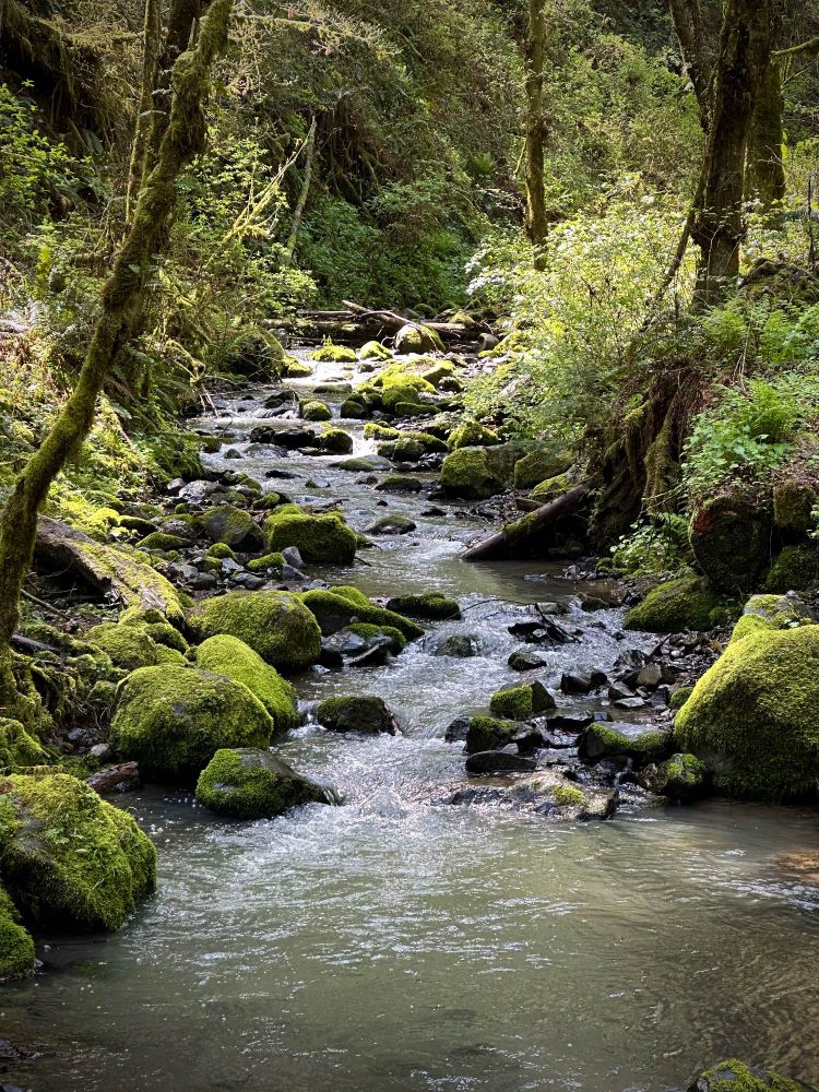 A richly verdant stream scene with heavily moss-covered rocks and dark tree trunks.