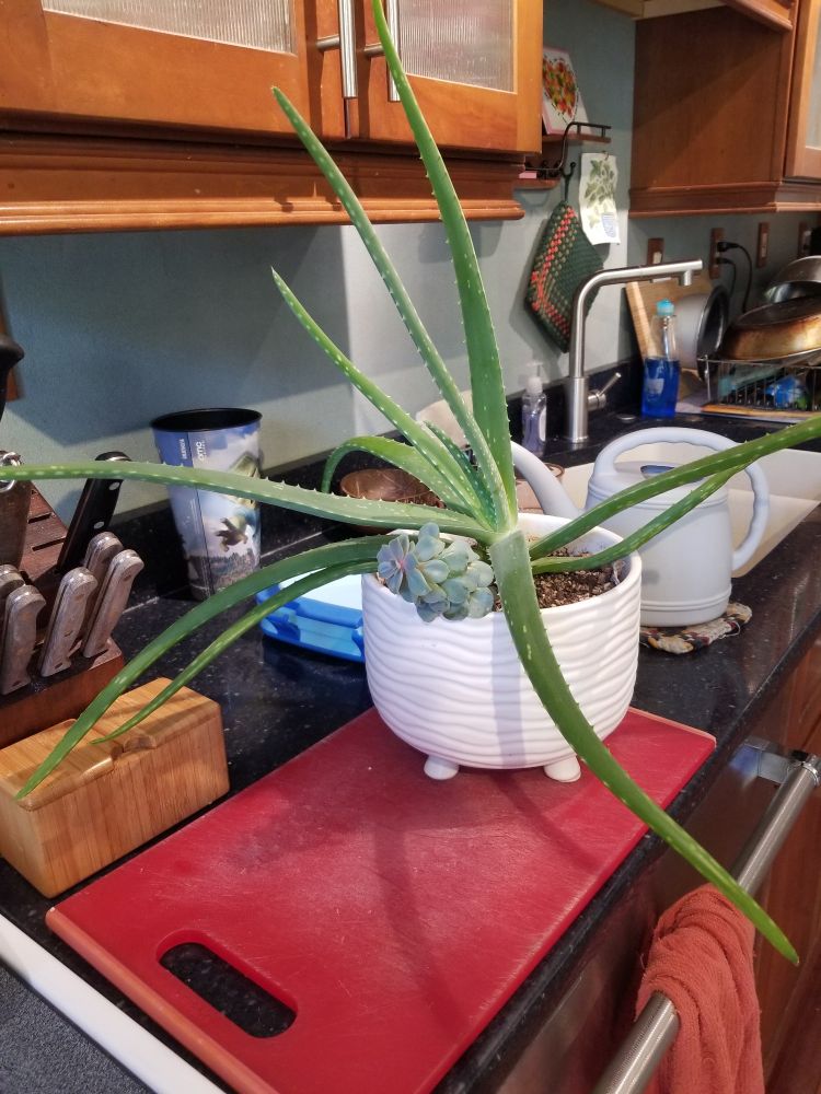 A large aloe plant,  dwarfing a smaller echeverria.