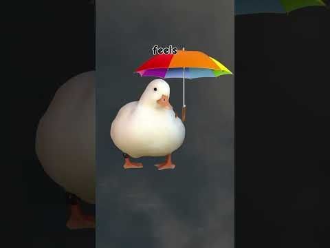 Climate change (explained by ducks)