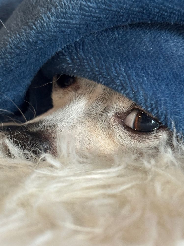 Chihuaha under a blue blanket which is barely above his eyes covering the rest of him and he's looking straight at the camera.  Only part of his nose and eyes visible.  Laying on a fluffy blanket. White fur is visible.  His black fur is hidden under the blanket. 