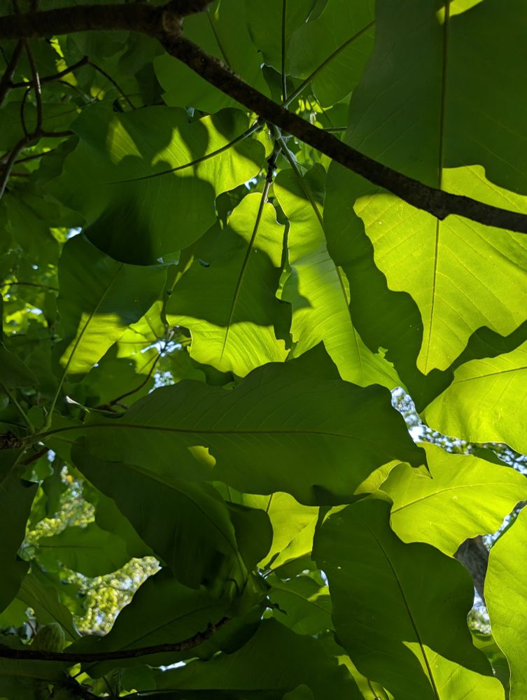 Looking up through the giant leaves of an umbrella magnolia tree