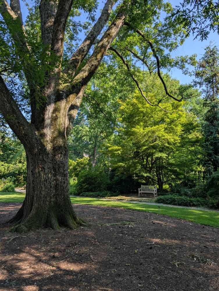 Bench under a small tree with a large oak on the left