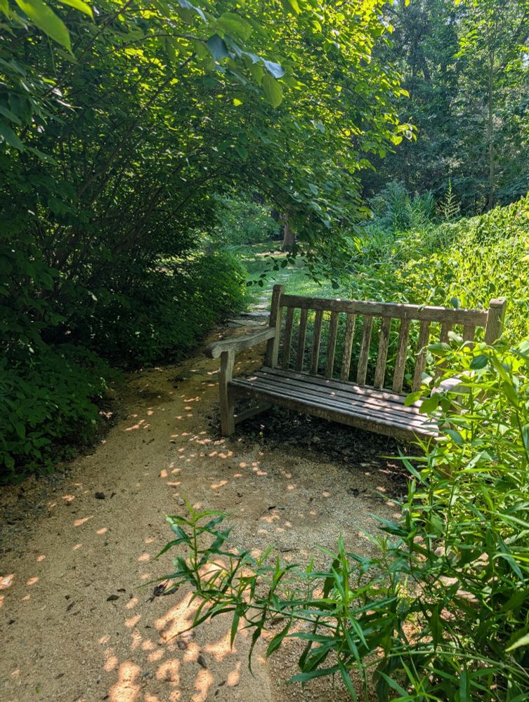 Bench next to a narrow path surrounded by vegetation in a park