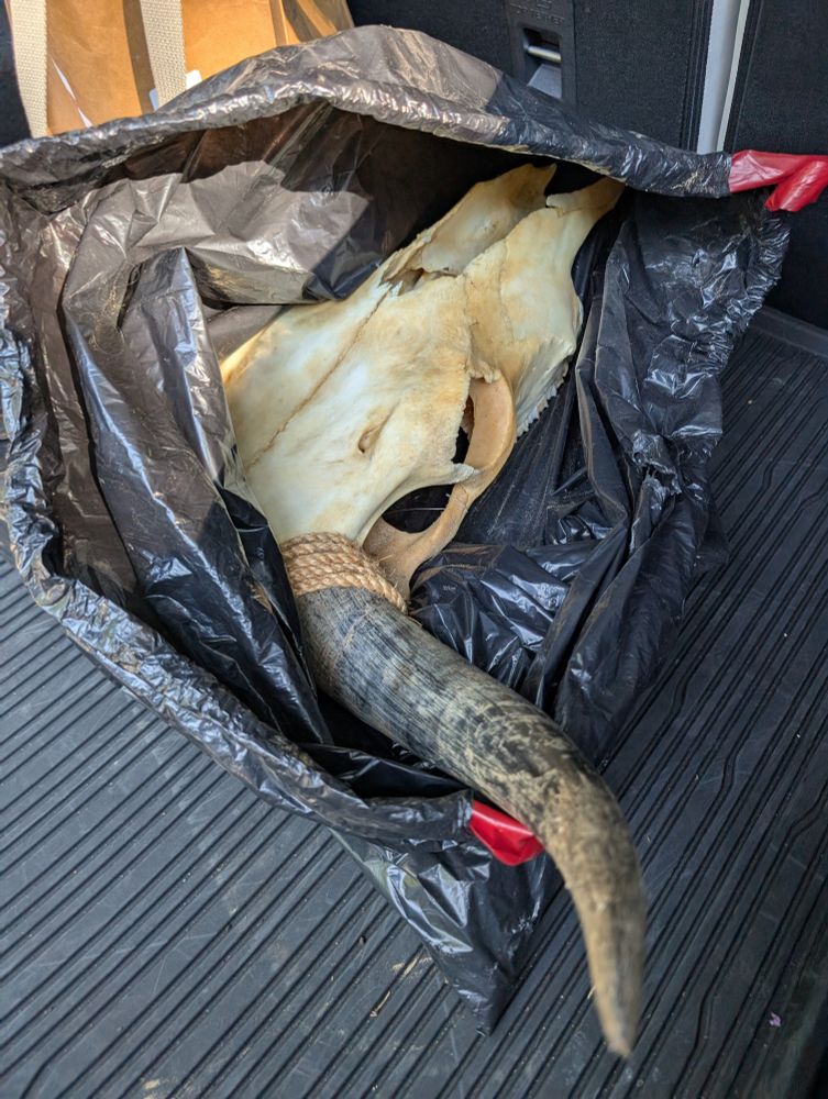 Cow skull with horns stuffed into a black garbage bag inside a car trunk