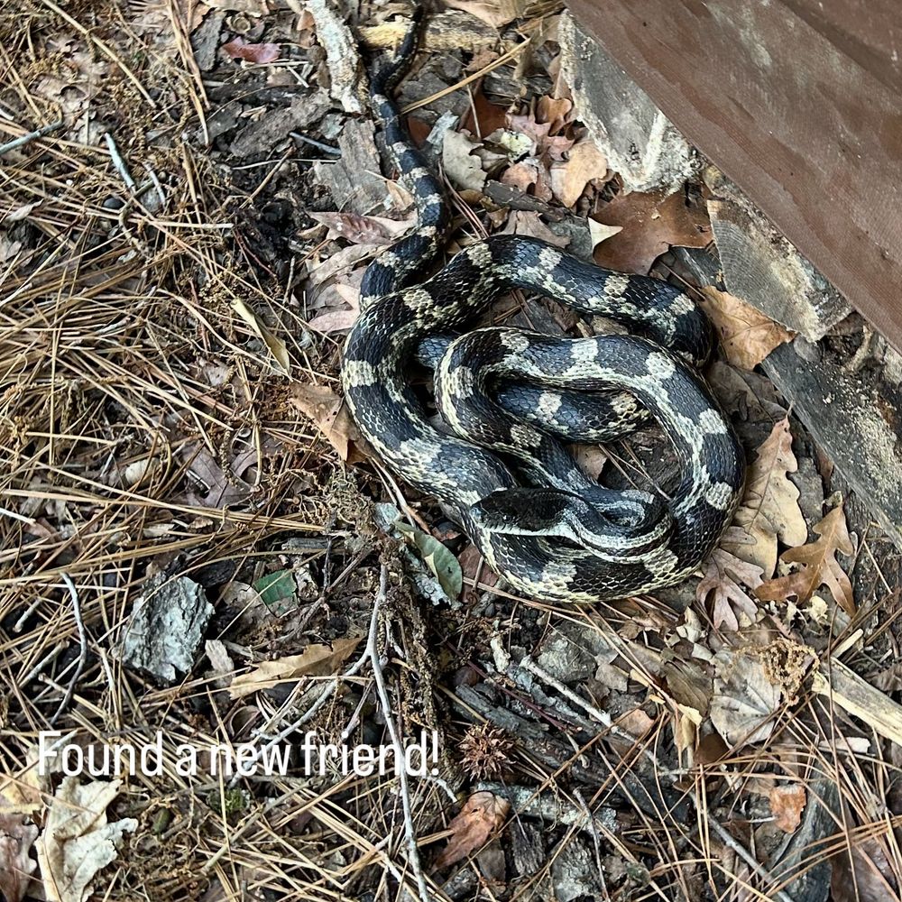Gray rat snake on pine needles and next to a wood pile