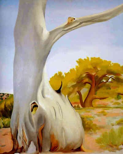 Dead Cottonwood Tree
