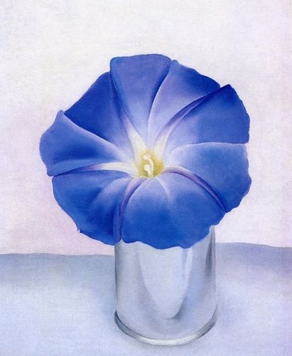Blue Morning Glory