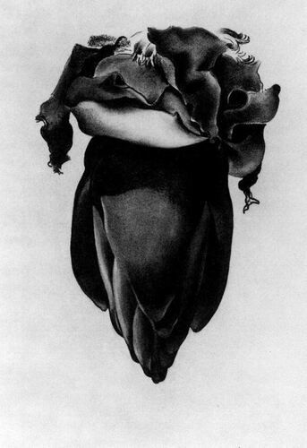 Banana Flower