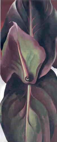 Canna Leaves