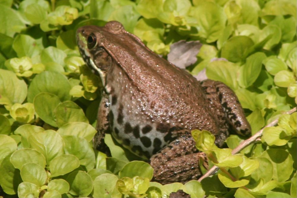 Photo of a frog sitting on green leaves