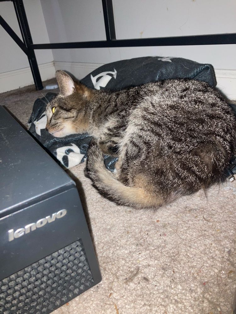 Neeko sleeping on a blanket underneath a bed