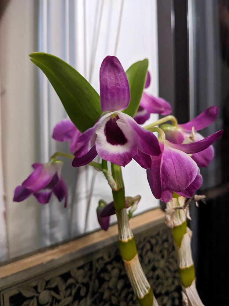 An orchid with flowers that are deep purple in their core, fade to white around the base of the outer petals and then fade back to purple on the rest of the petal. From the side, they appear to start white and become purple - but head-on the purple center below the white can be seen