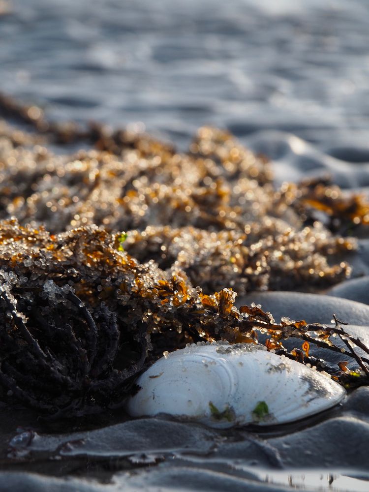 herring roe attached to seaweed that is growing from a shell