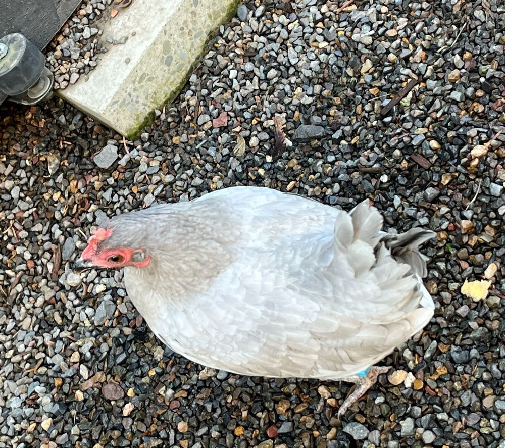 a round hen with grey feathers 
