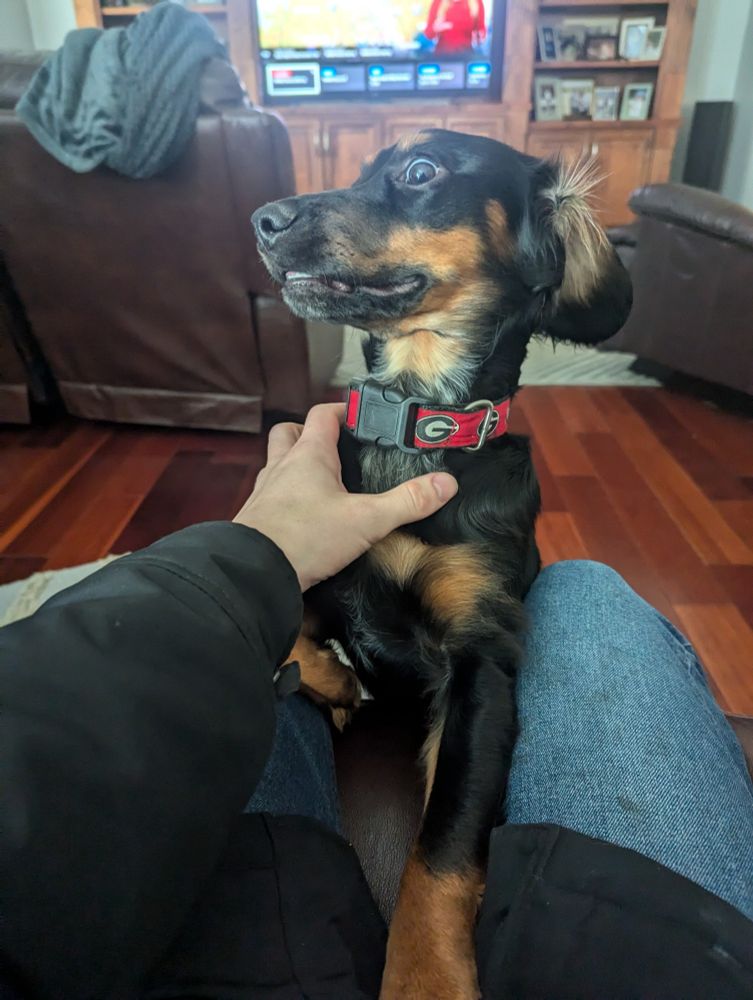 A friend shaped creature (dog)