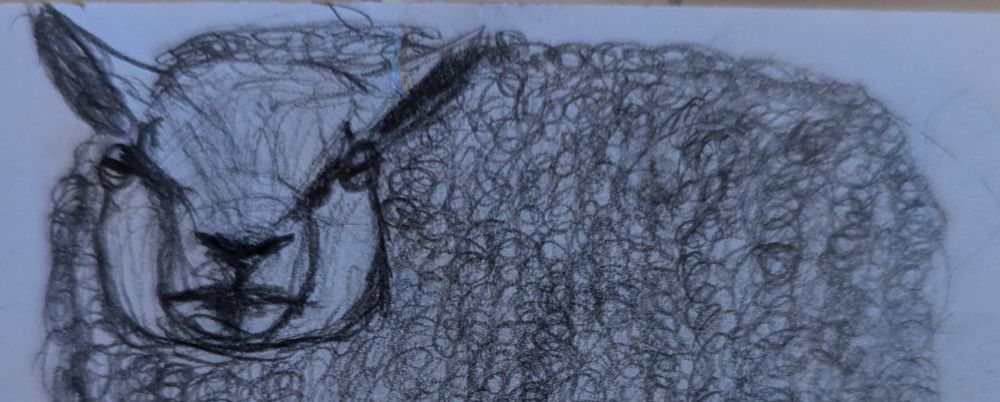A pencil drawing of a Beltex Sheep