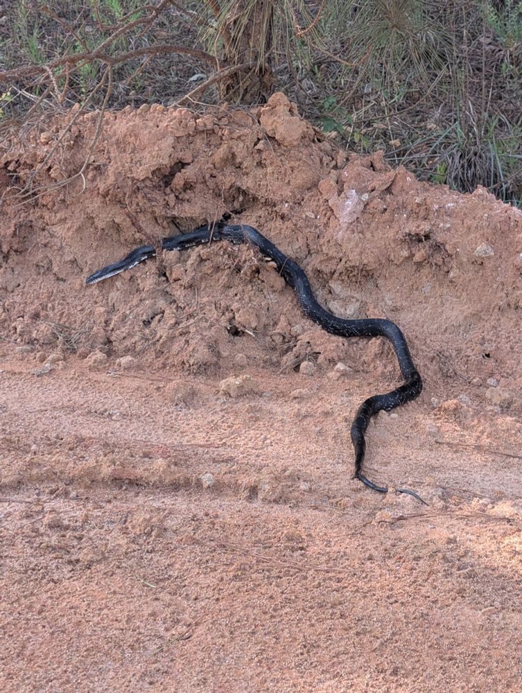 A picture of what I believe is a king snake on a dirt road