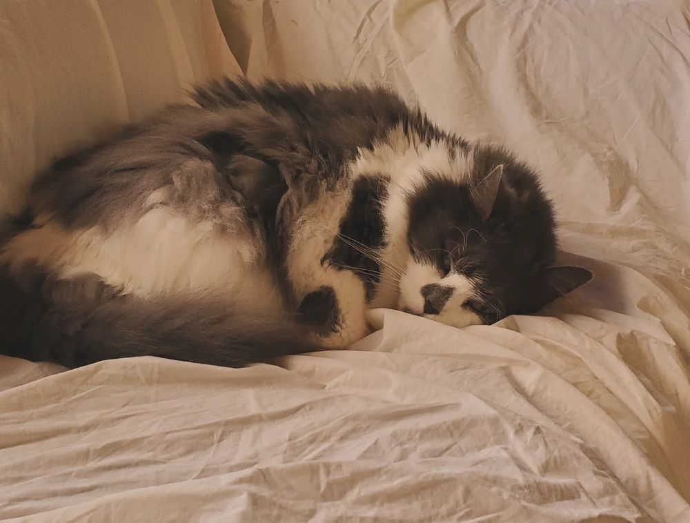 A gorgeous grey and white longhair cat sleeping on a chair. 