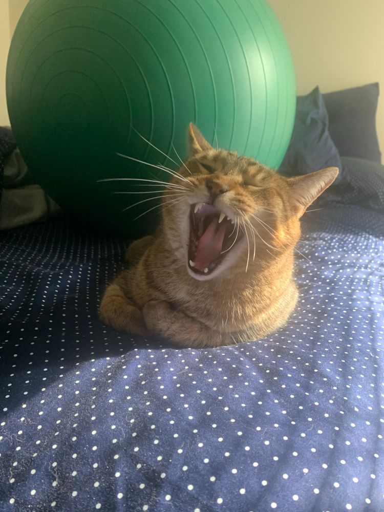 A yawning tabby cat on a bed with a green exercise ball behind him 