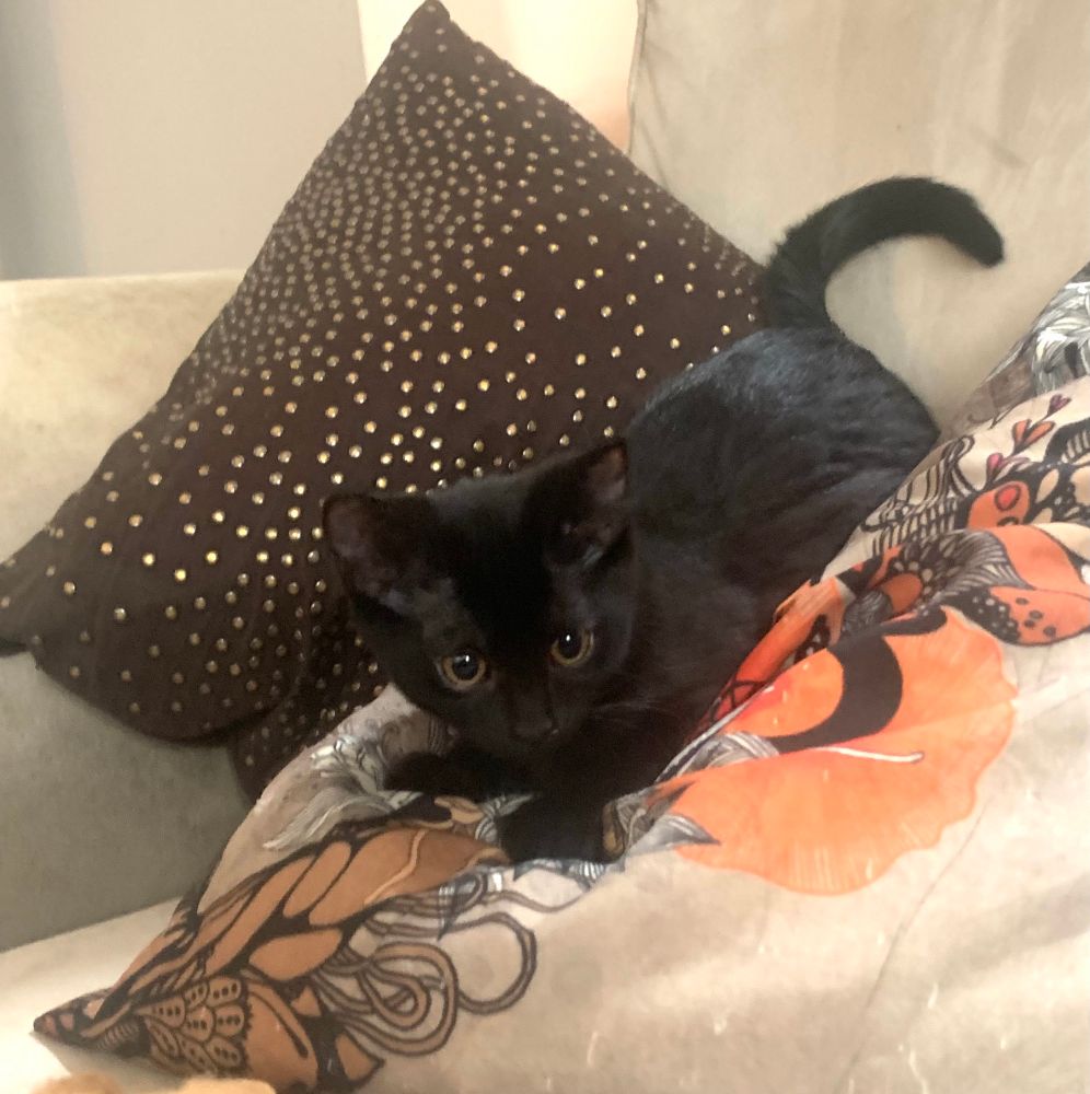 Void kitten on orange & tan pillow.
