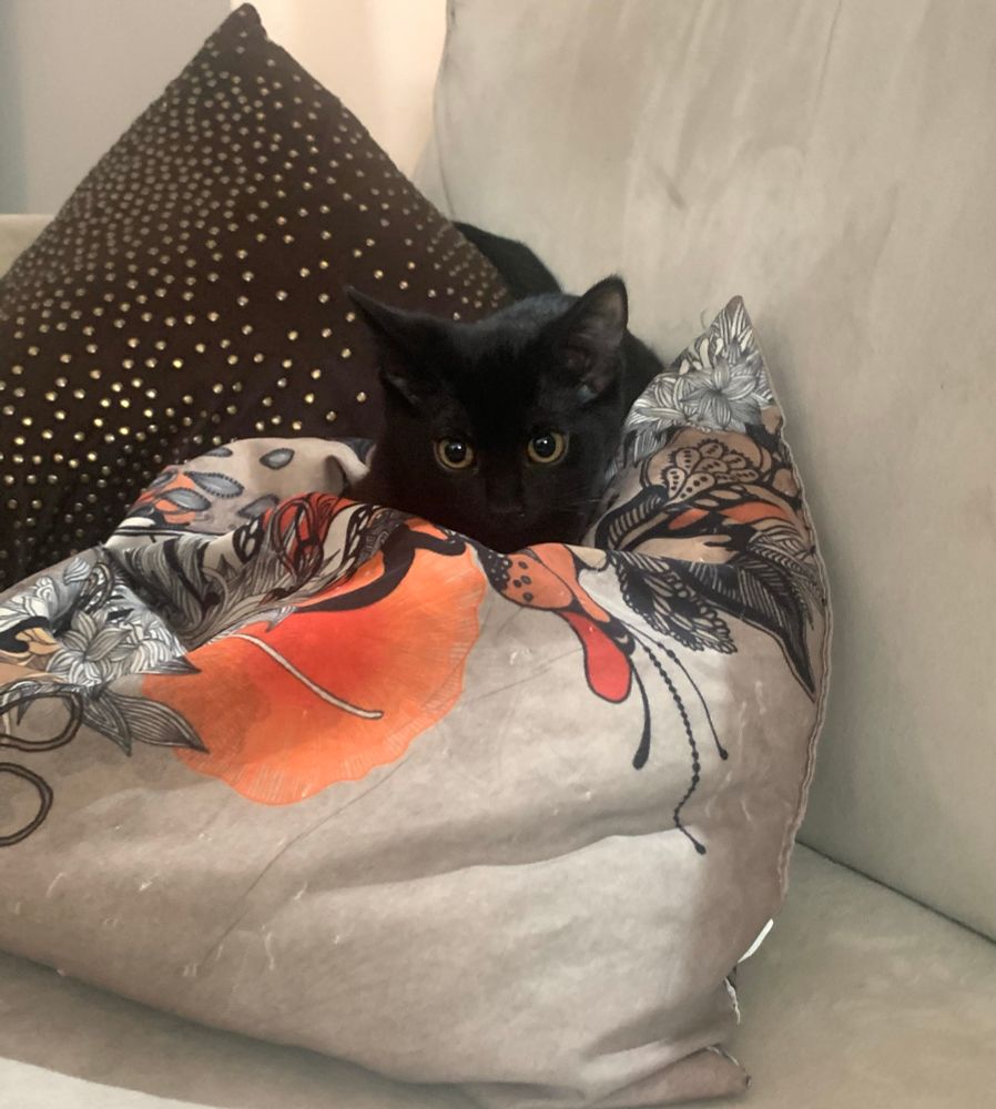 Tiny black kitten on orange & tan pillow 