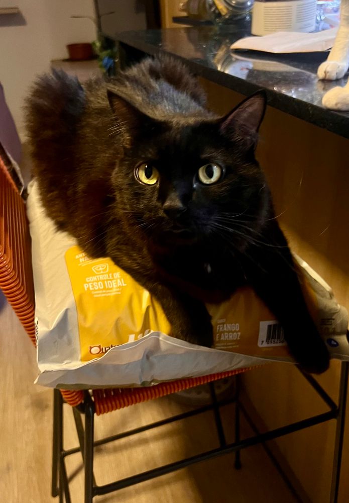 Nick deitando em cima de saco de ração de 10kg 