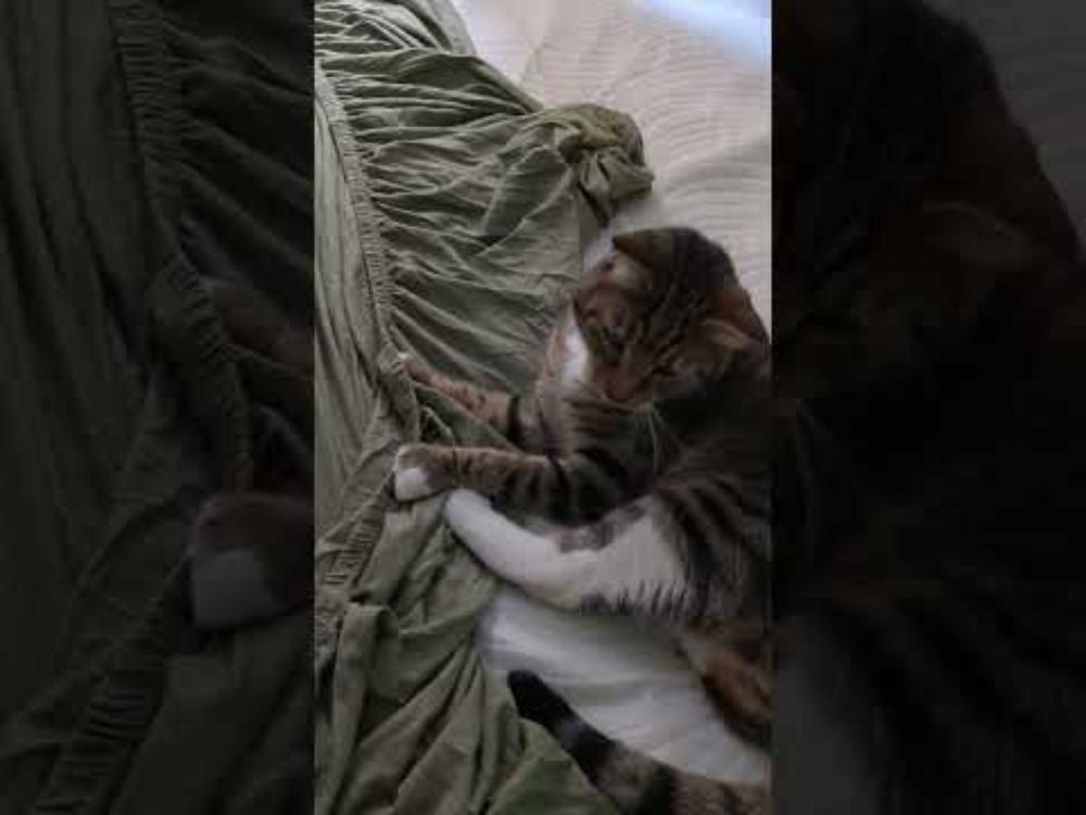 making the bed #catsruleeverythingaroundme