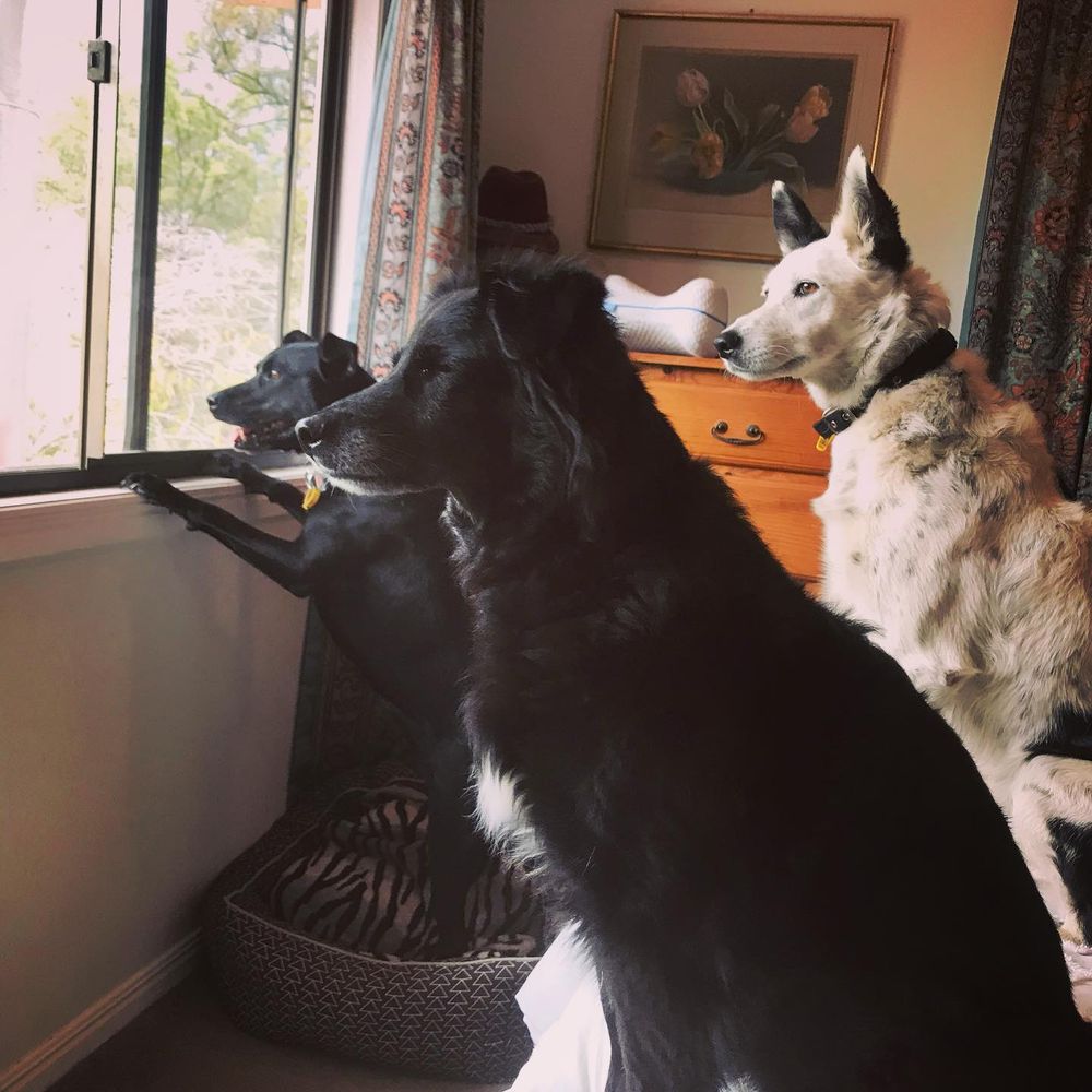 Three dogs looking out of a window with varying expressions. 