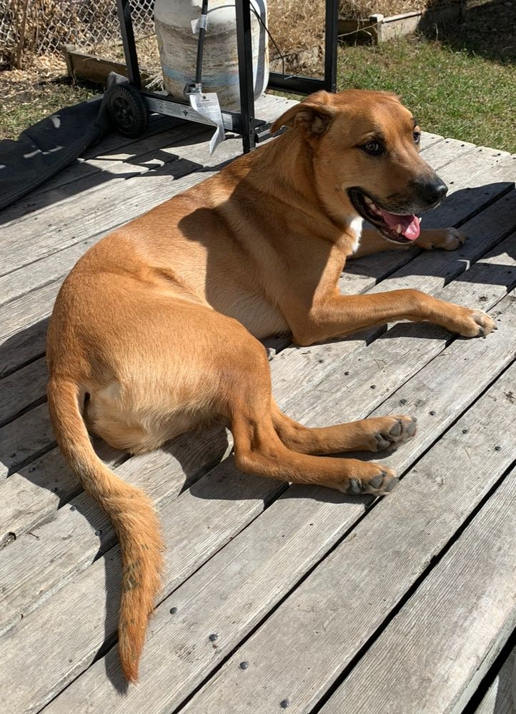 an aggressively cute dog laying out on a porch just basking right up in a sunbeam