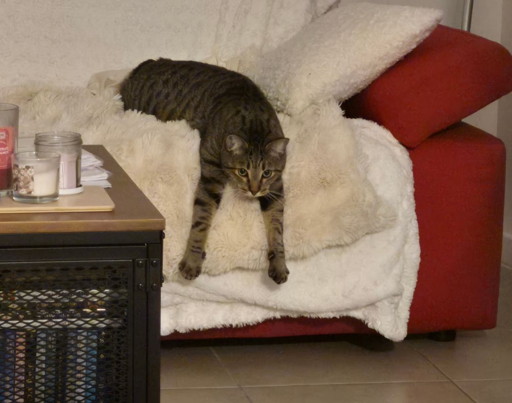 Moka chat tigré, allongé sur le ventre au bord du poltronésofa rouge recouvert d'un plaid poilu blanc. Tête et pattes avant en extension en direction du sol, regard dépité. 