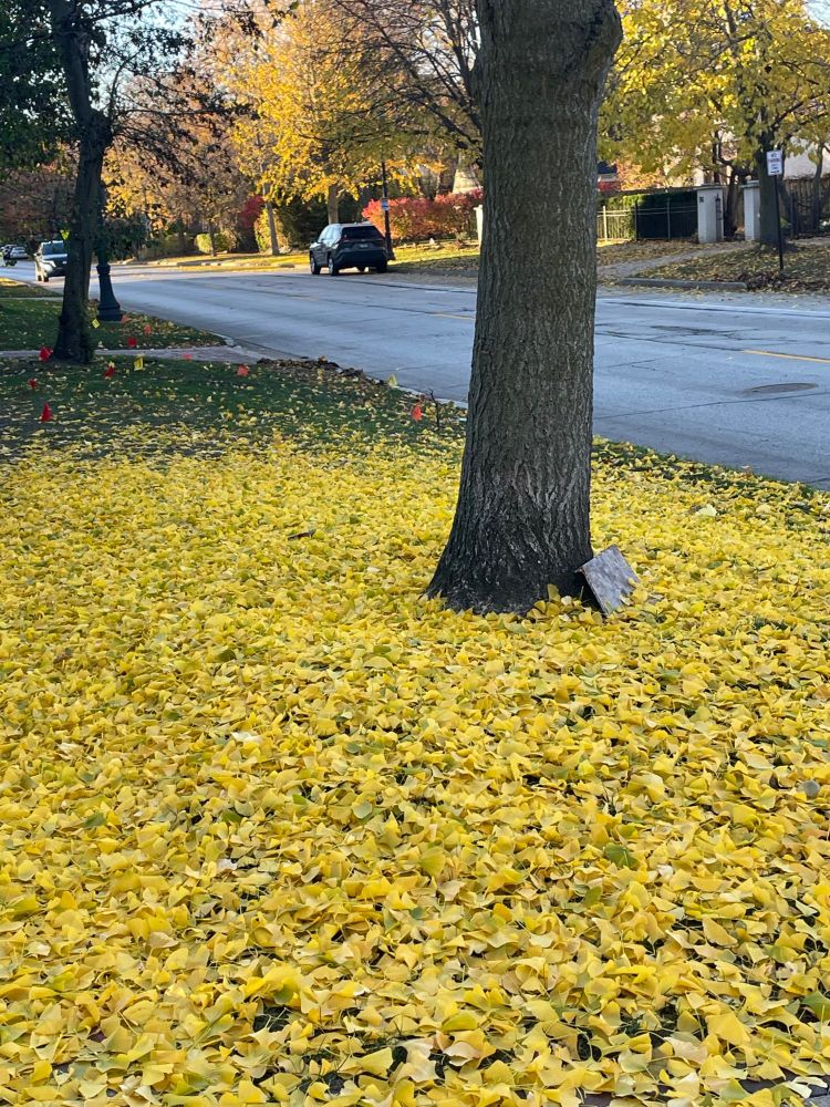 A tree with all of it’s golden leaves on the ground around the tree trunk.