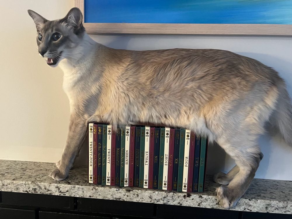 The majestic Mist, a Balinese cat, is straddling a book collection the long way. He meows, because he’s stuck.
