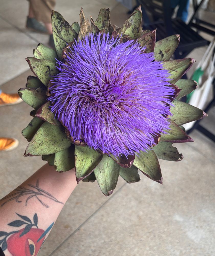 Minha mão segurando uma flor de alchofra. Ela é muito grande, com diâmetro de uns 20 e poucos centímetros, e é roxa, com pétalas verdes em volta. 